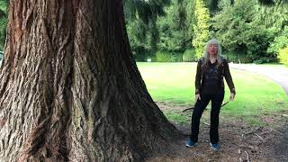 The Redwood Tree Close Encounter
