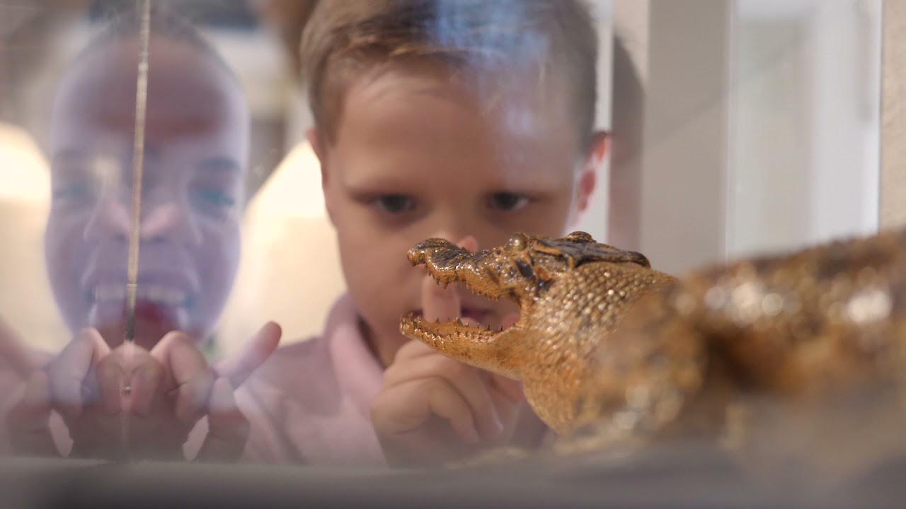 Discover the fascinating highlights of Cairns Museum.