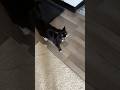 Cute Tuxedo Cat Needs My Attention