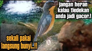 Download lagu ampuh.!! terapi sulingan gunung, terapi sulingan bakau, terapi sulingan laut,  terapi semua tledekan mp3