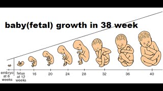 Pregnancy Week by Week (38 weeks) Inside Womb