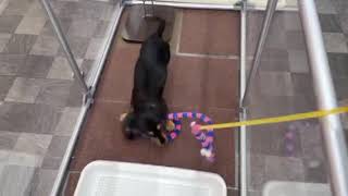 ミニチュアダックスの動画01