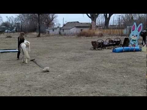 Outlaws Fanny Porter and Lisa Cisneros OLHA Class 1 Starter Level Ponies