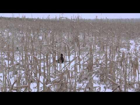 2014 11/ 15 Pheasants in the Snow