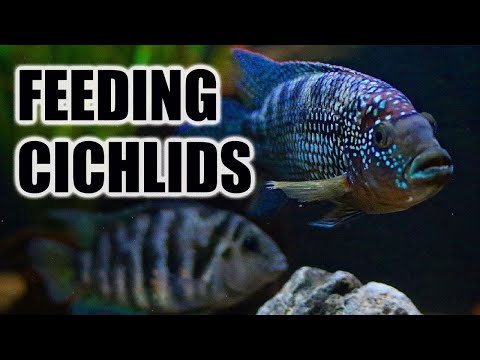 Feeding All Our Cichlids | What to Feed, How Often, & Best Food