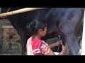 How To Milk Cow By Hand By A Village Woman Milking Big Cow By Hand Village Life Part 1