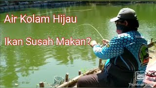 Download lagu UMPAN LELE AIR HIJAU. Lele Susah Makan. Pakai Umpan Paling Jitu Lele Belut Gongseng Kilo Gebrus Lele mp3