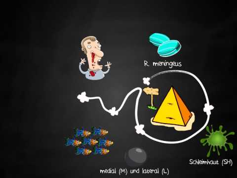 Anatomie - Hirnnerven: Nervus Trigeminus (Teil 2/4)