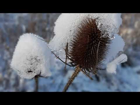 In dir ist Freude - EG 398 (Wochenlied für den 2. Sonntag nach Epiphanias)