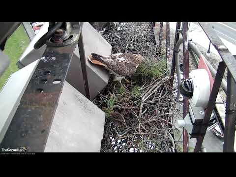 Big Red's Mate Nails the Dismount While Delivering Sticks to the Nest, Feb 21, 2018