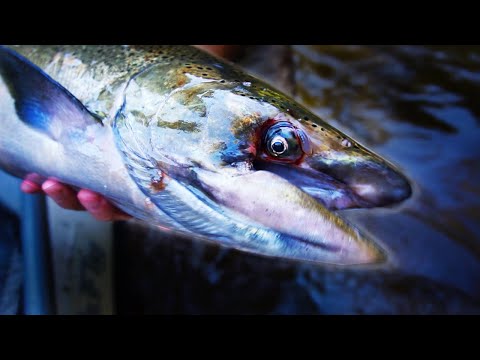 October Salmon Bobber Downs: Great Lakes Salmon are Crazy!
