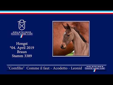 Holsteiner Fohlenauktion am 15. Juni 2019 | Nr. 12 - Comfilio v. Comme il faut-Acodetto