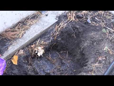 В Курске с общественной территории украли несколько туй