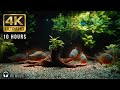 10 Hour Real Piranha Aquarium In 4K Dark ASMR Ambience With Red Bellied Piranhas Tetras