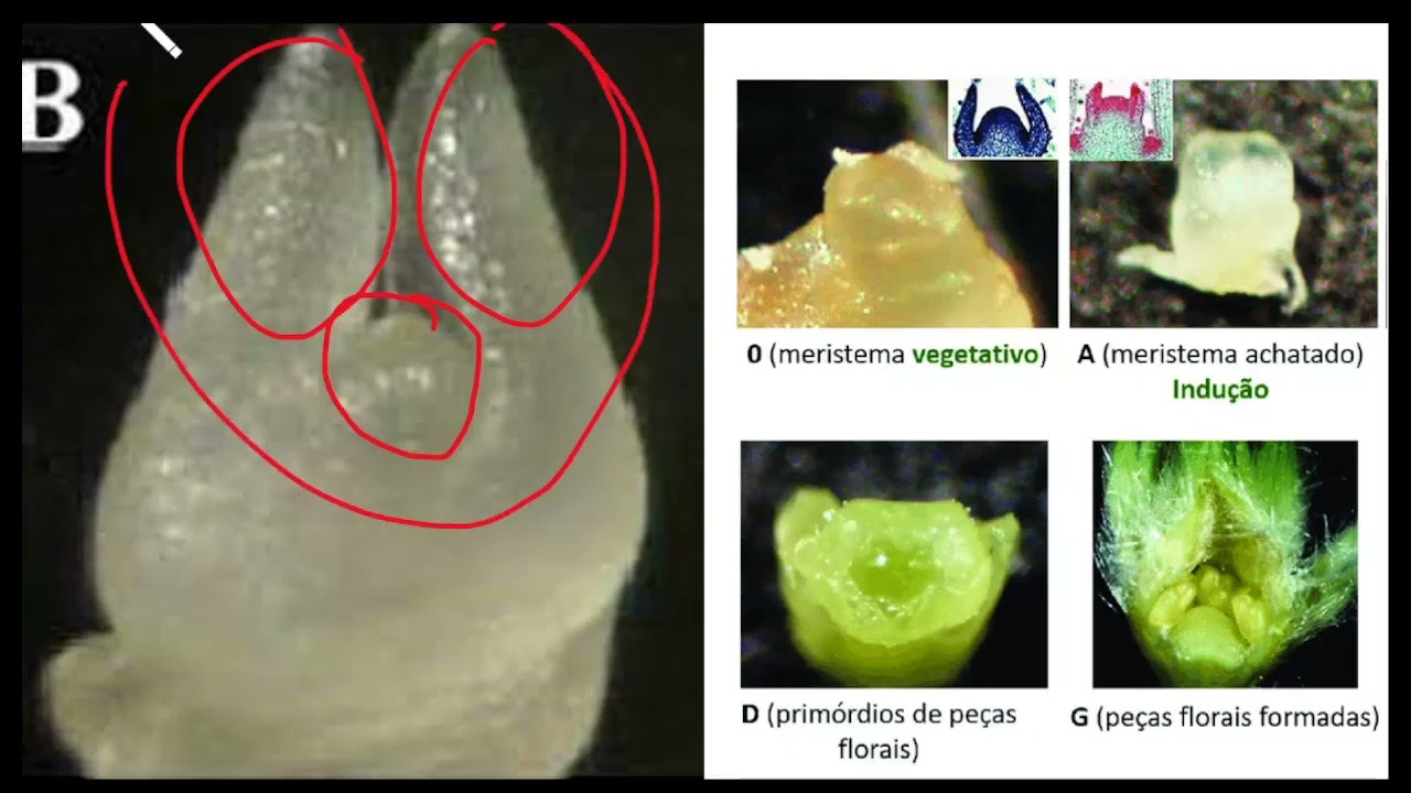 10 - Cultura de meristemas - Técnica