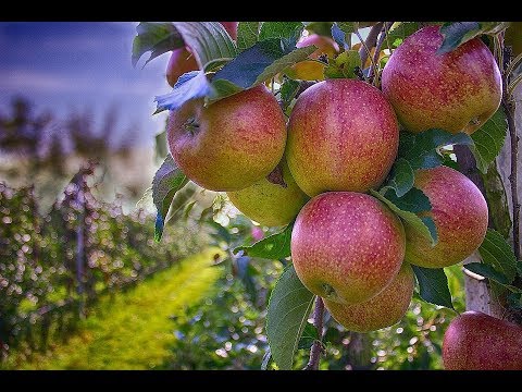 Reč struke ep. 183 12.06.2018. NAJAVA