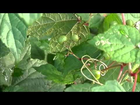 馬ぶどうの効果効能。体に効く！お茶の作り方。 | イケてる男子のブレインミルク