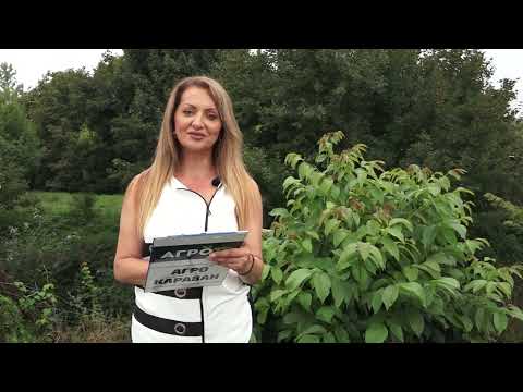 Agro karavan ep.244 - Češljeva Bara - 11.09.2022.