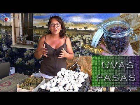, title : 'Uvas Pasas | Cómo Secar Uvas Fácil | How to Dry Grapes'