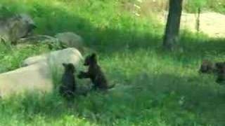 preview picture of video 'Bear Cubs at Six Flags'