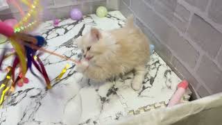 サイベリアンの動画01