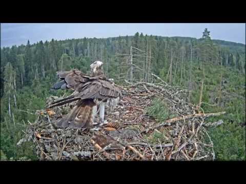 Estonia Osprey 7 1 16 Chick is Hungry