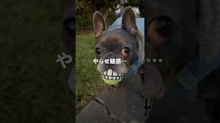 愛犬を面白くさせようとした飼い主のやらせ疑惑...