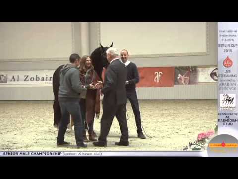 Third place Berlin Cup Werder 2015 - Senior Stallion Championship (Class 20) - N.51 EL MARIACHI