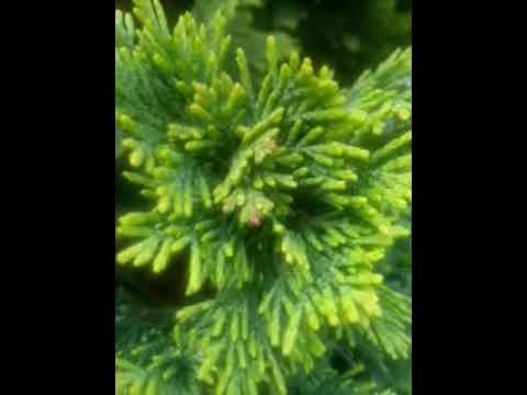 Król Popiel i myszy. Legendy polskie