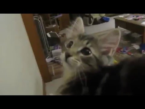 Funny Cats Don't die by laughing  21