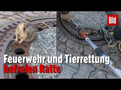 Dicke Ratte steckt in Gully-Deckel fest