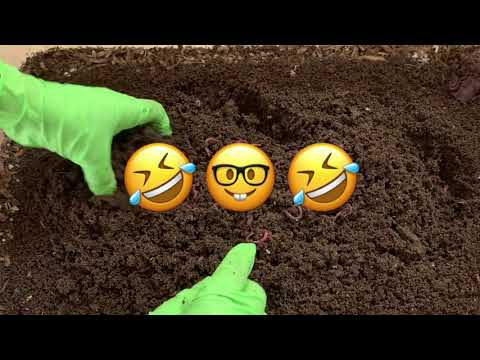 HARVEST from PreCompost Trials💚 Baiting-In BID-TM Part 1/5 Worm Farming Tee Method Castings Galore‼️