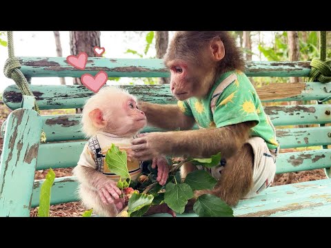 Heartwarming! Monkey Max take care baby monkey Hope with full of love!