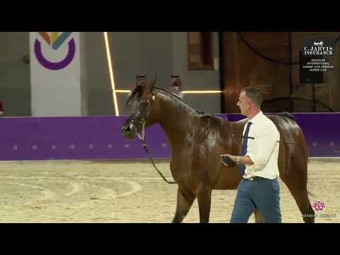 N 124 ROYAL ASSELAH   Kingdom International Championship for Arabian Horse 2025   Mares 7   9 Years