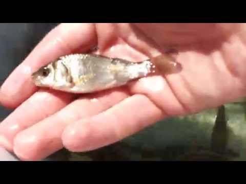 Piskorze i Karasie Srebrzyste