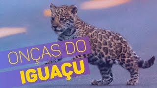 Miniatura do vídeo