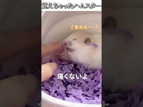 動物のおもしろ動画にツッコミどころ満載なアフレコしてみた＃451【ハムスター】【ハプニング映像】#shorts　#アフレコ #面白動画