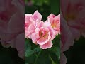The Rose Garden Is Showing Off And Slaying And We Re Not Complaining