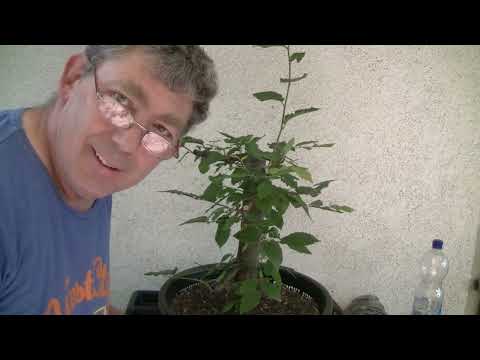 Die Drei aus der Hainbuchenhecke und was im Sack passiert ist ( 2022 - 40 )