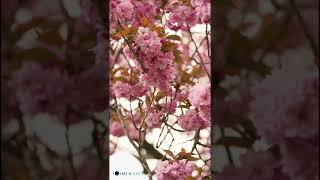 Download lagu Raja Raja Cholan Naan | High Quality Audio Song #Shorts | WhatsApp status tamil mp3 Download lagu Raja Raja Cholan Naan | High Quality Audio Song #Shorts | WhatsApp status tamil mp3