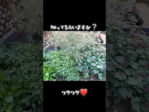 秋のマルチ：どのタイプを選択し、いつどのように適用するか？  庭園