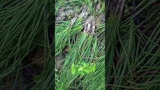 Download lagu DESA #shortvideo #desa #shortfeed #shorts #viralvideo #primitive #villagelife #rare #shorts #short mp3