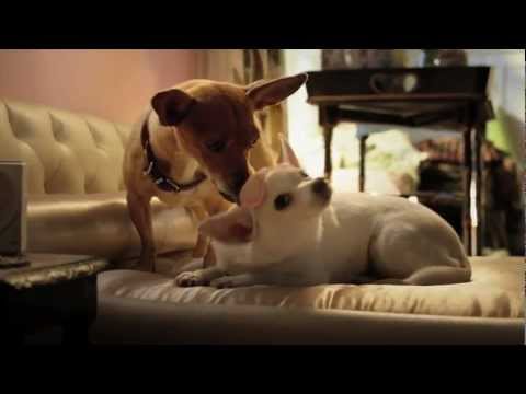 Beverly Hills Chihuahua 3 - Clip #1 - Wake Up (HD)