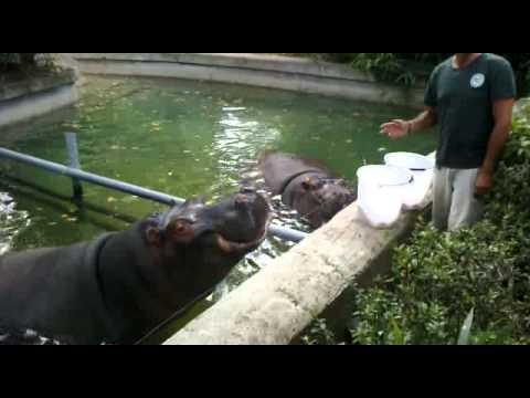 Ora pranzului ! cu hipopotamii :) :) :)