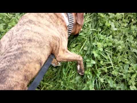 Schleppfährte für Anfängerhunde("Anleitung") ohne winkel