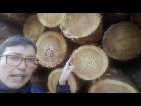 #IORESTOACASA PILLOLE DI BOSCO 1 CON PAOLA BARDUCCI