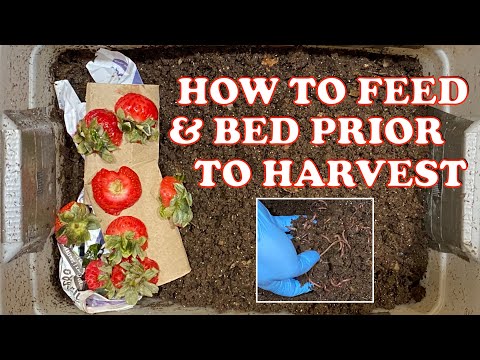 How Much Food & Bedding to Use 30 Days Before Harvesting a Worm Bin | Vermicompost Worm Farm
