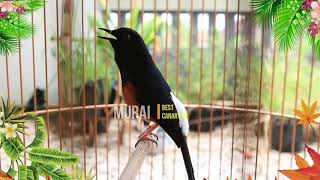 Download lagu MURAI BLACK SHAMA 100% AMPUH buat pancingan murai batu malas bunyi mp3 Download lagu MURAI BLACK SHAMA 100% AMPUH buat pancingan murai batu malas bunyi mp3