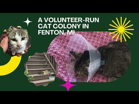 Jannatul Firdaus Cat Project