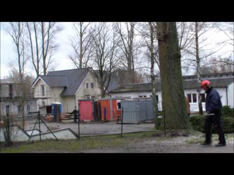 Baum fällen mit Kettensäge Stihl Baum fällt  [HD] Tutorial Die SelberMacher